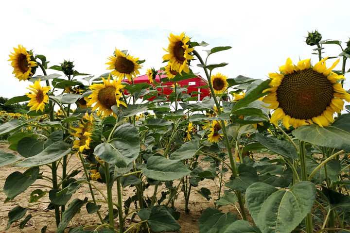 Párty stan výstavní 3m*3m